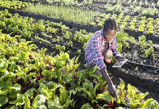 [South Africa] Founders Factory Africa partners with Small Foundation to Champion digitization of Agriculture #FrizeMedia
