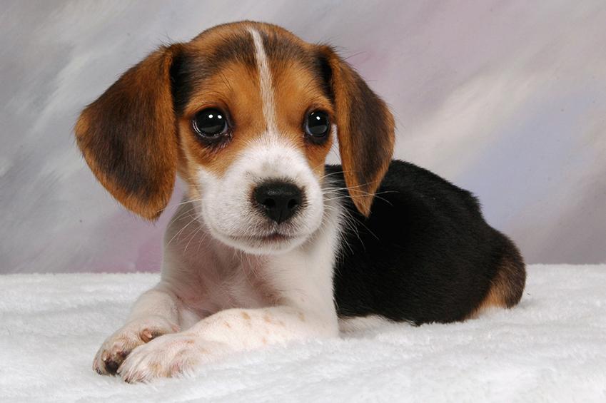 dogs - Beagle Puppy - Pets - FrizeMedia